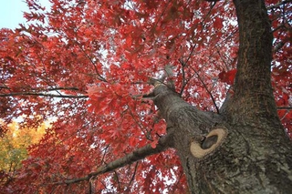 Illustration for article titled Shooting Challenge Fall Leaves Gallery 4